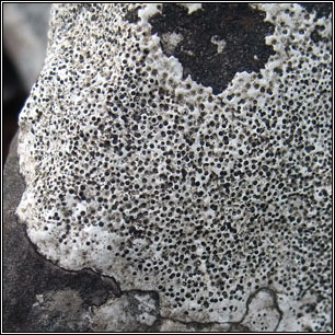 Bagliettoa parmigera s lat, Bagliettoa baldensis, Verrucaria baldensis