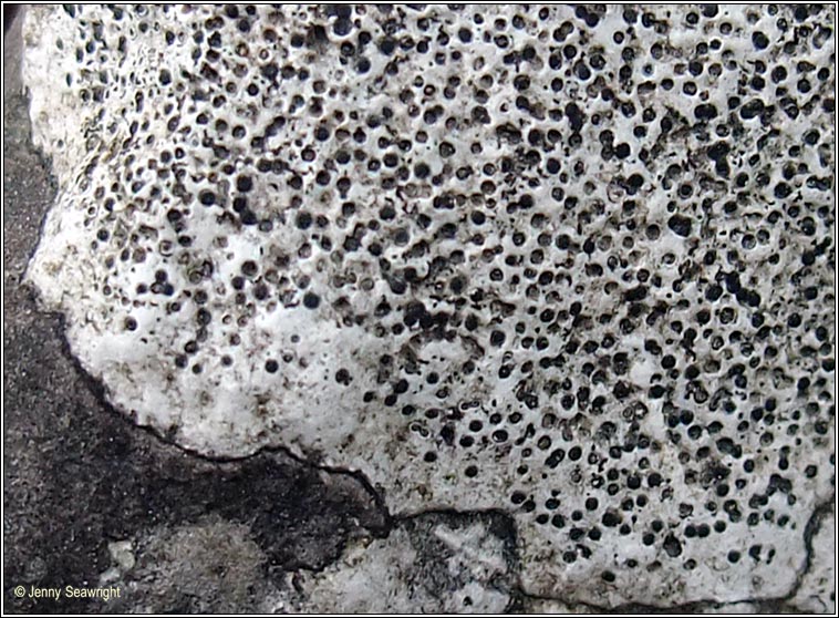 Bagliettoa parmigera s lat, Verrucaria baldensis