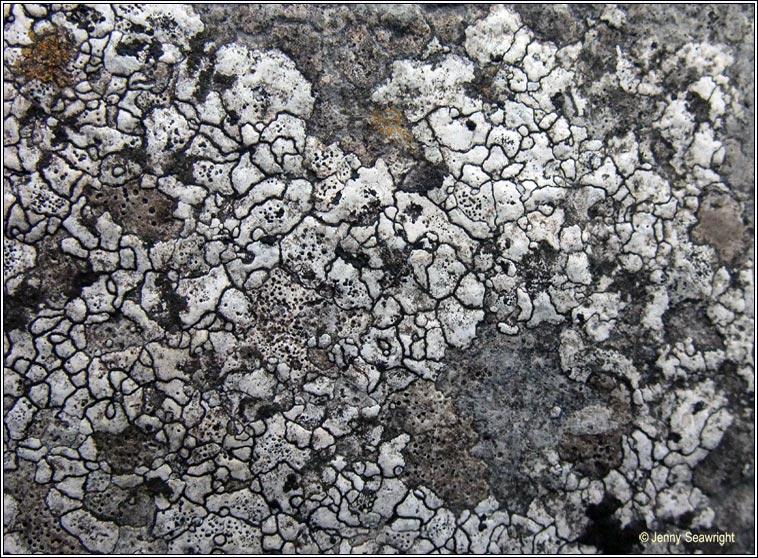 Bagliettoa parmigera s lat