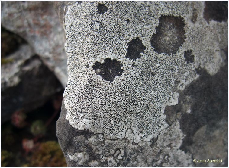 Bagliettoa parmigera s lat