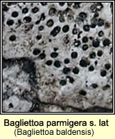 Bagliettoa parmigera s lat, Bagliettoa baldensis