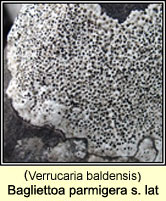 Verrucaria baldensis