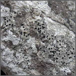 Parabagliettoa dufourii, Verrucaria dufourii