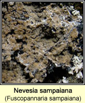 Fuscopannaria sampaiana