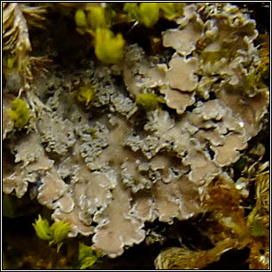 Nevesia sampaiana, Fuscopannaria sampaiana