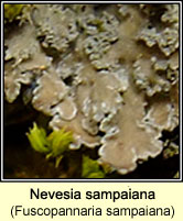 Fuscopannaria sampaiana