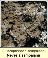 Nevesia sampaiana (Fuscopannaria sampaiana)