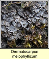 Dermatocarpon meiophyllizum