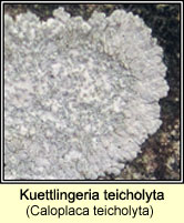 Caloplaca teicholyta
