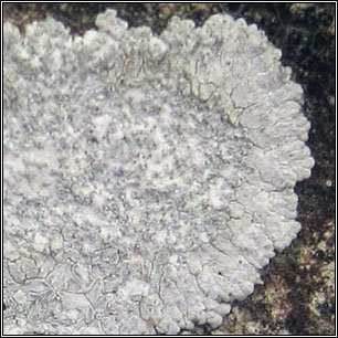 Kuettlingeria teicholyta, Caloplaca teicholyta