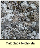 Caloplaca teicholyta
