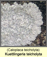 Kuettlingeria teicholyta (Caloplaca teicholyta)