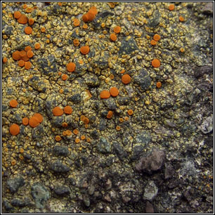 Gyalolechia flavovirescens, Caloplaca flavovirescens