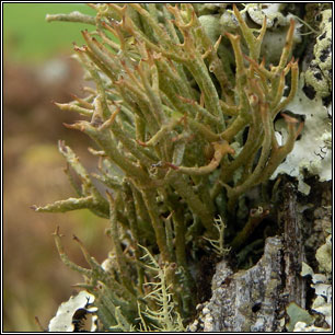 Cladonia crispata var. cetrariiformis