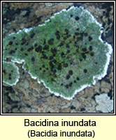 Bacidina inundata (Bacidia inundata)