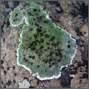 Bacidina inundata, Bacidia inundata