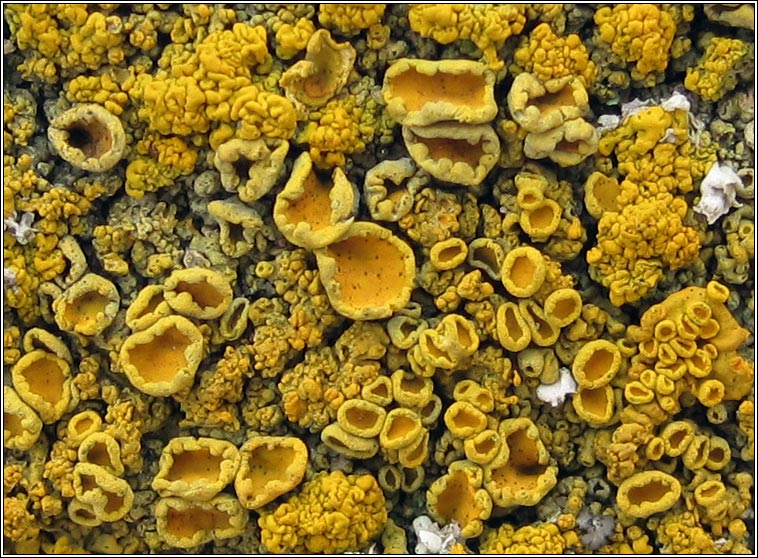 Xanthoria calcicola