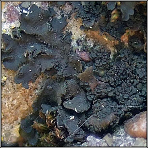 Blenothallia crispa, Collema crispum