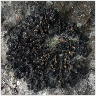 Enchylium polycarpon, Collema polycarpon