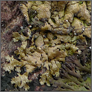 Xanthoparmelia delisei, Neofuscelia delisei