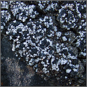 Thalloidima sedifolium, Toninia sedifolia