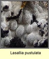 Lasallia pustulata