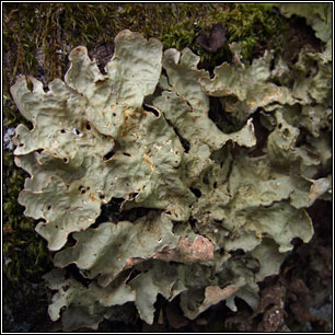 Lobarina scrobiculata, Lobaria scrobiculata