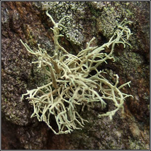 Ramalina subfarinacea