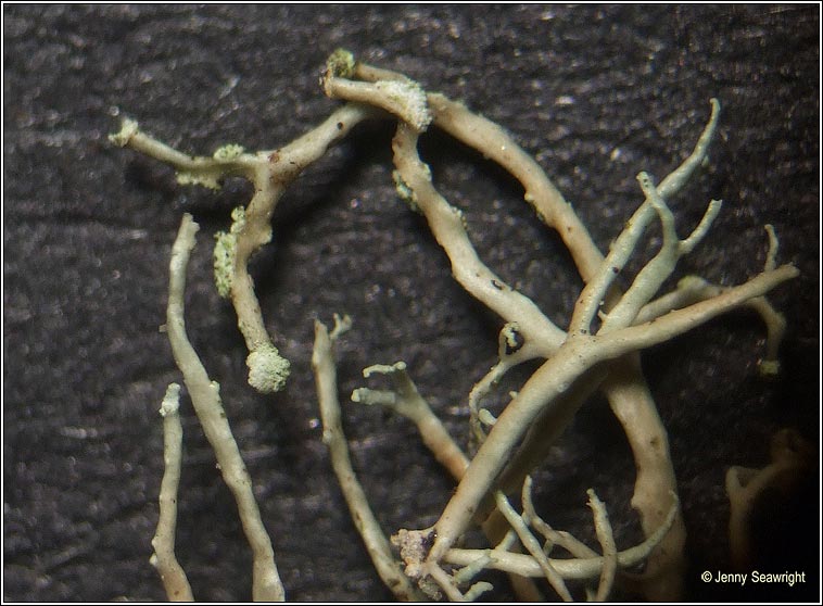 Ramalina subfarinacea