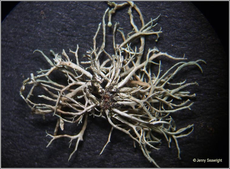 Ramalina subfarinacea