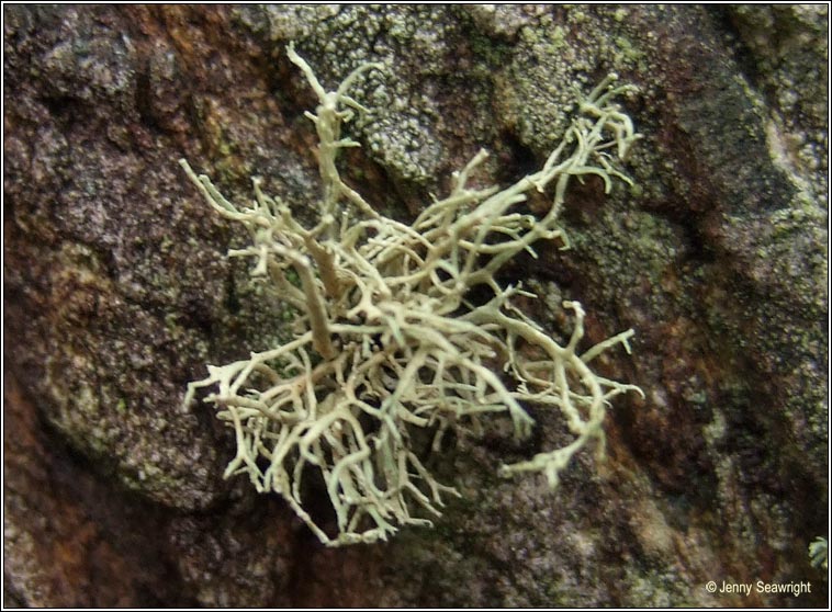 Ramalina subfarinacea