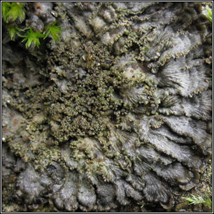 Pectenia ligulata, Degelia ligulata