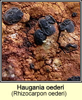 Rhizocarpon oederi