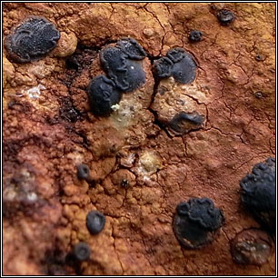 Haugania oederi, Rhizocarpon oederi