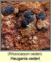 Haugania oederi (Rhizocarpon oederi)