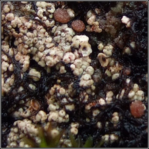 Trapelia glebulosa sens lat