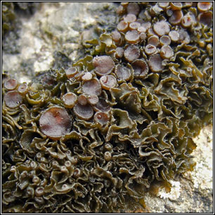 Lathagrium cristatum, Collema cristatum