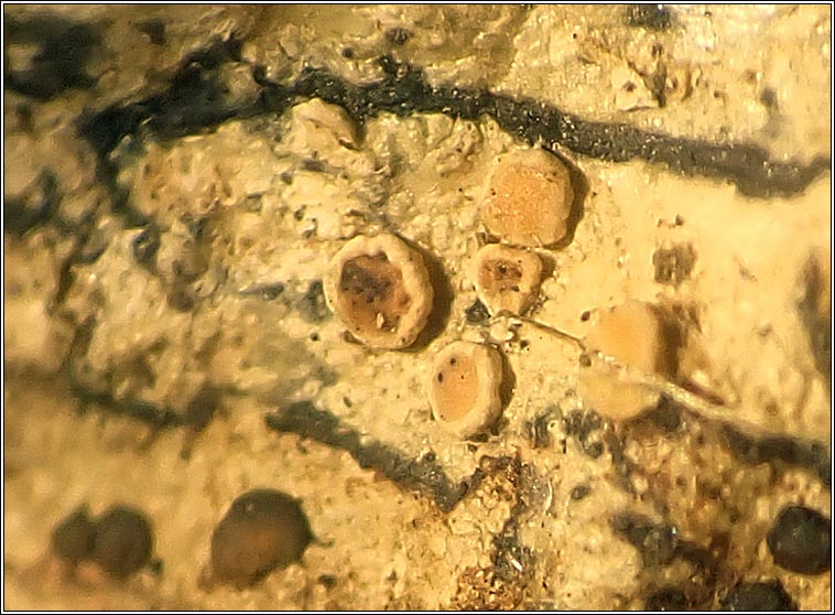 Vouauxiella lichenicola