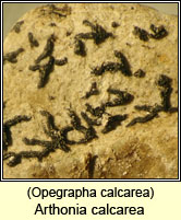 Opegrapha calcarea
