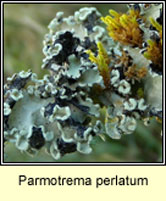 Parmotrema perlatum