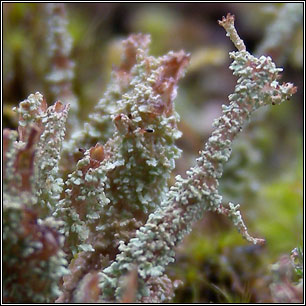 Cladonia squamosa sens lat