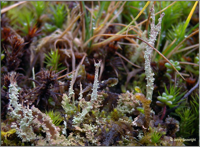 Cladonia squamosa