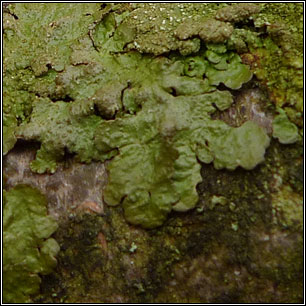 Melanelixia glabratula