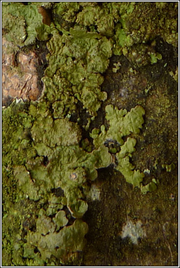 Melanelixia glabratula