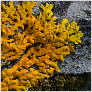 Xanthoria aureola, Xanthoria ectaneoides