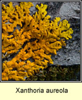 Xanthoria aureola, Xanthoria ectaneoides
