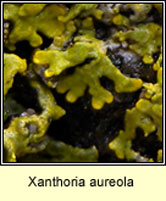 Xanthoria aureola, Xanthoria ectaneoides