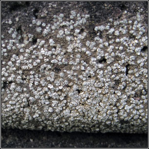 Circinaria contorta, Aspicilia contorta