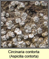 Circinaria contorta, Aspicilia contorta