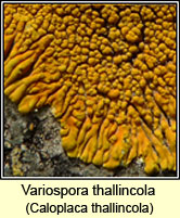 Variospora thallincola, Caloplaca thallincola